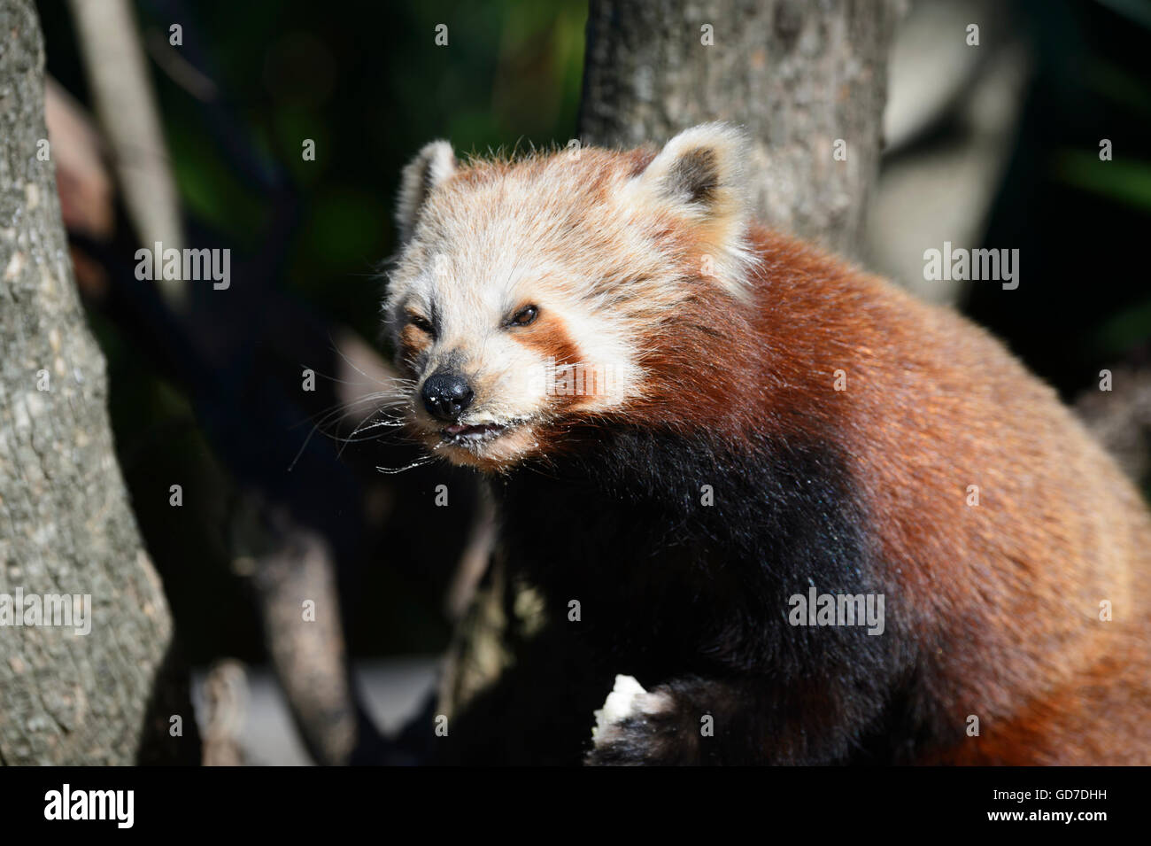 Disparition le panda rouge (Ailurus fulgens fulgens) d'Asie Banque D'Images