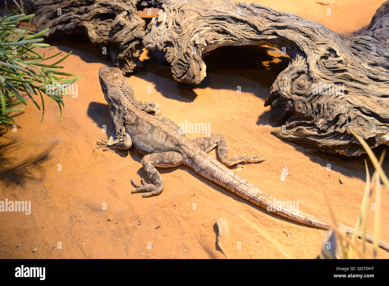 Frilled-cou Lizard (Chlamydosaurus kingii), l'Australie Banque D'Images