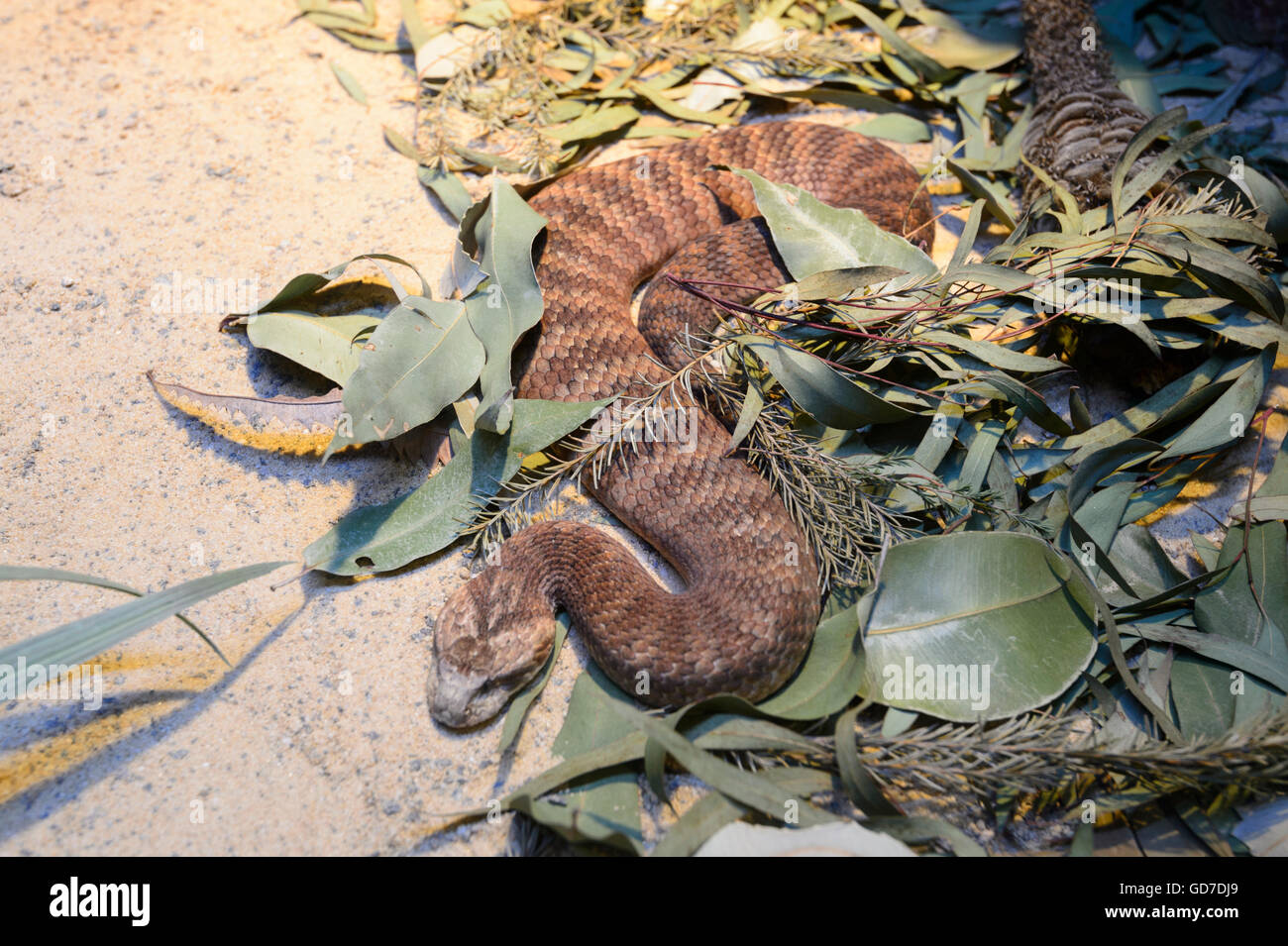Death Adder commun (Acanthophis antarcticus) Banque D'Images