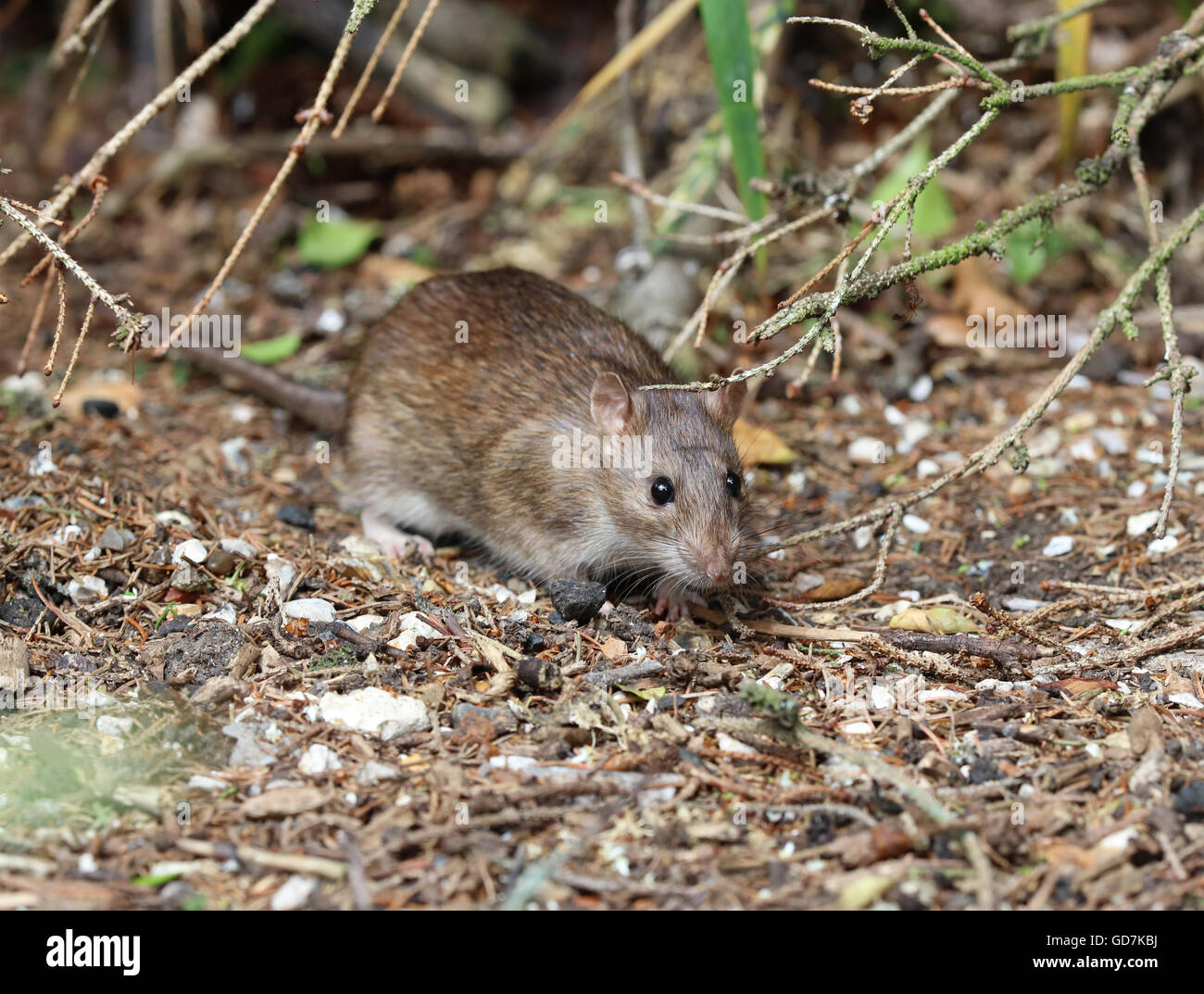 Close up of a wild rat brun Banque D'Images