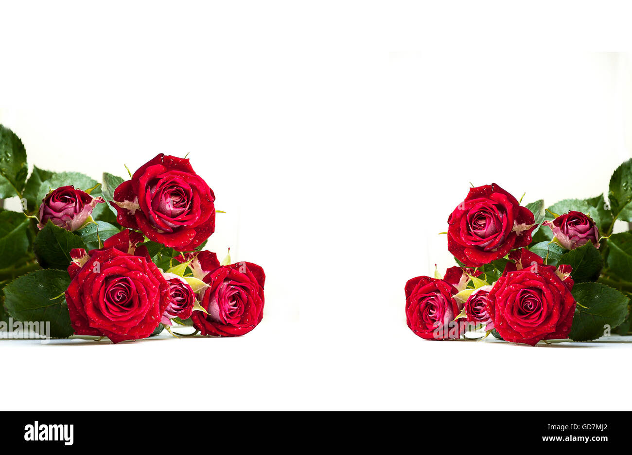Roses rouges sur fond blanc Banque D'Images