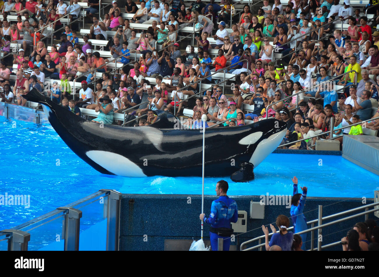 L'Orque Shamu Show dans le stade à Seaworld Orlando la Floride Photo