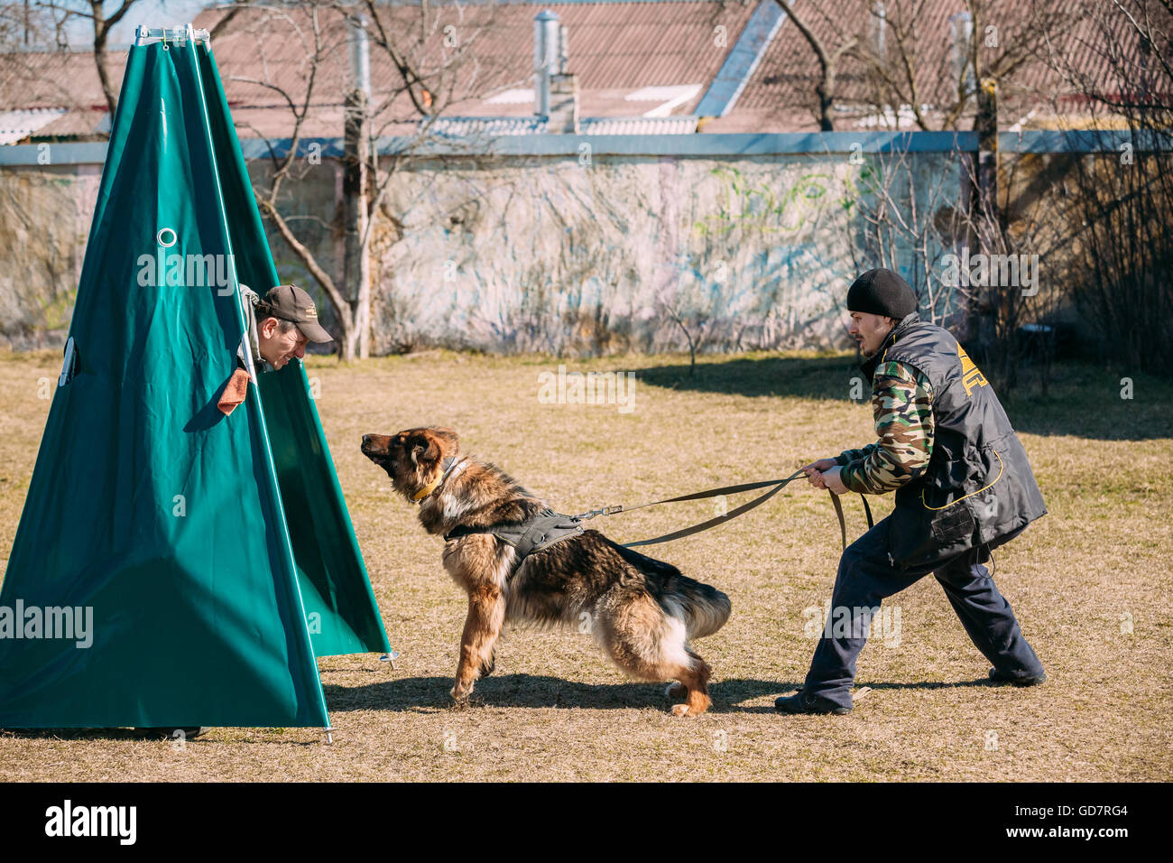 Gomel, Bélarus - Mars 27, 2016 : la formation de chien de berger allemand. Chien de mordre. Chien Loup d'Alsace. Deutscher, chien Banque D'Images