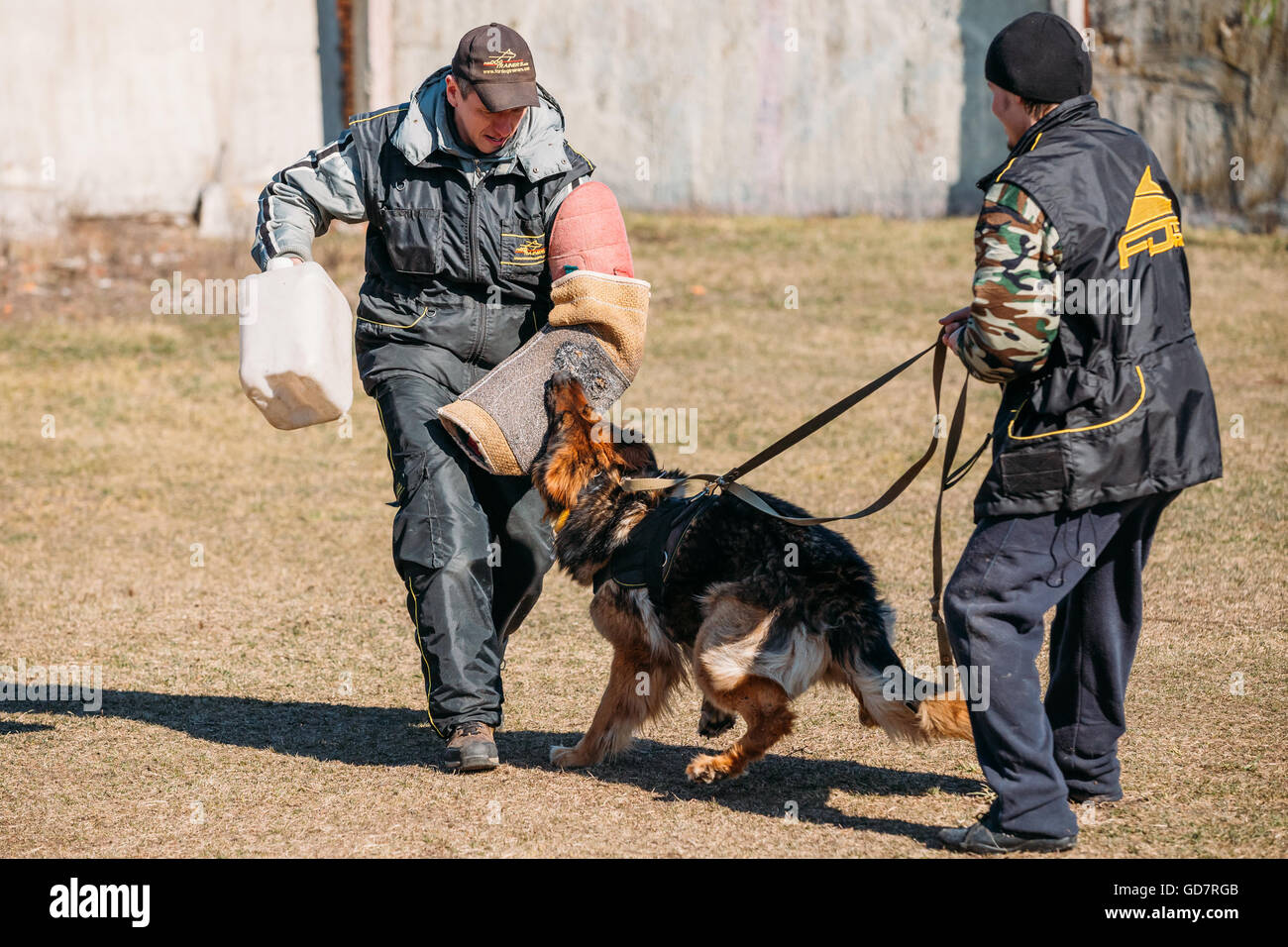 Gomel, Bélarus - Mars 27, 2016 : la formation de chien de berger allemand. Chien de mordre. Chien Loup d'Alsace. Deutscher, chien Banque D'Images