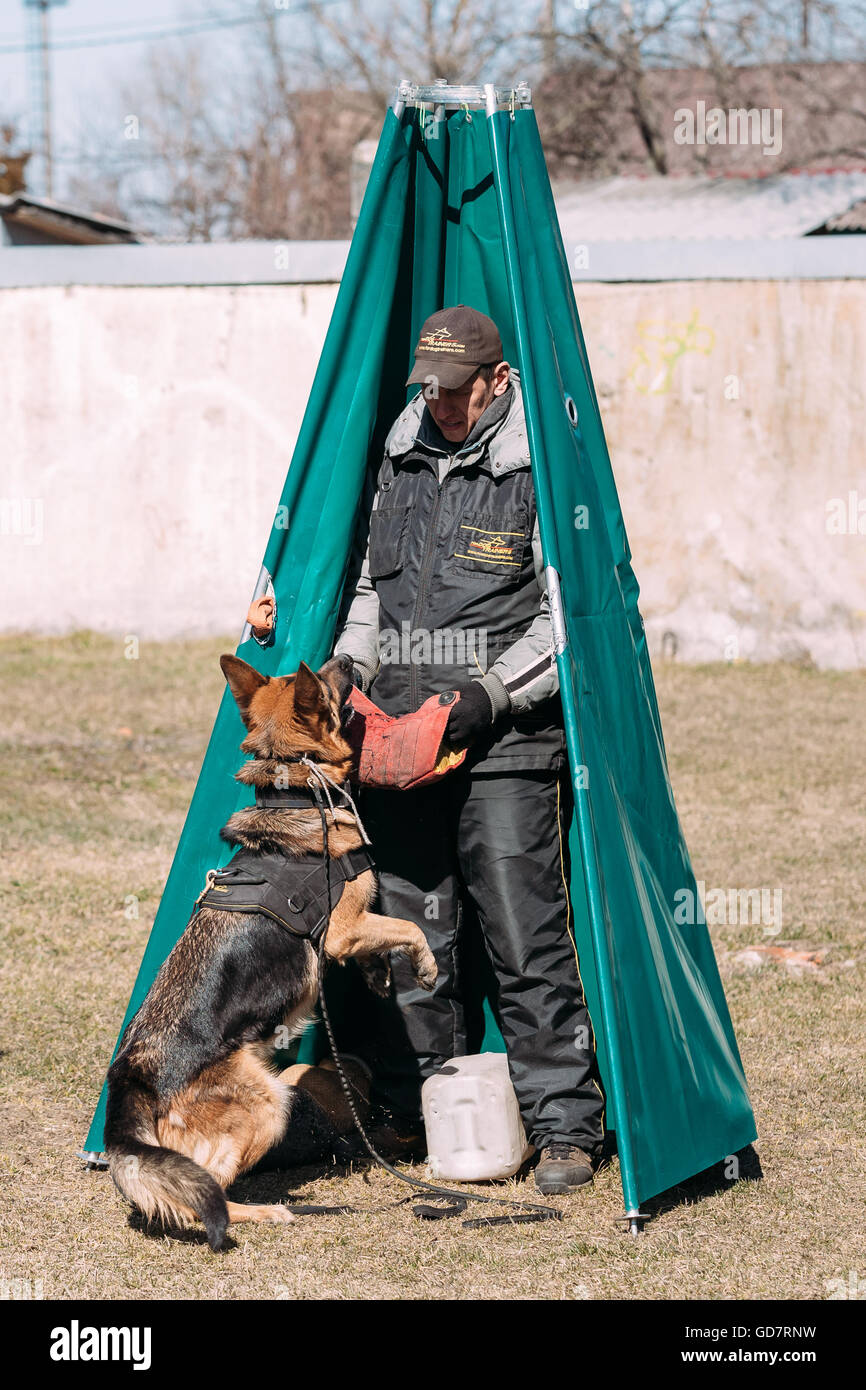 Gomel, Bélarus - Mars 27, 2016 : la formation de chien de berger allemand. Chien de mordre. Chien Loup d'Alsace. Deutscher, chien Banque D'Images