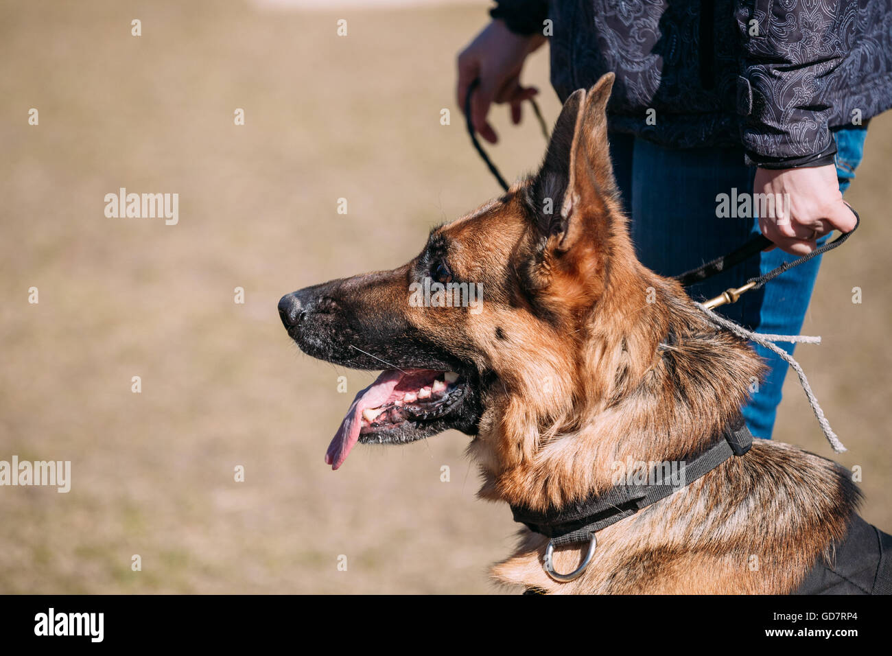 Brown Berger Allemand près de femme. Chien Loup d'Alsace. Piscine Banque D'Images