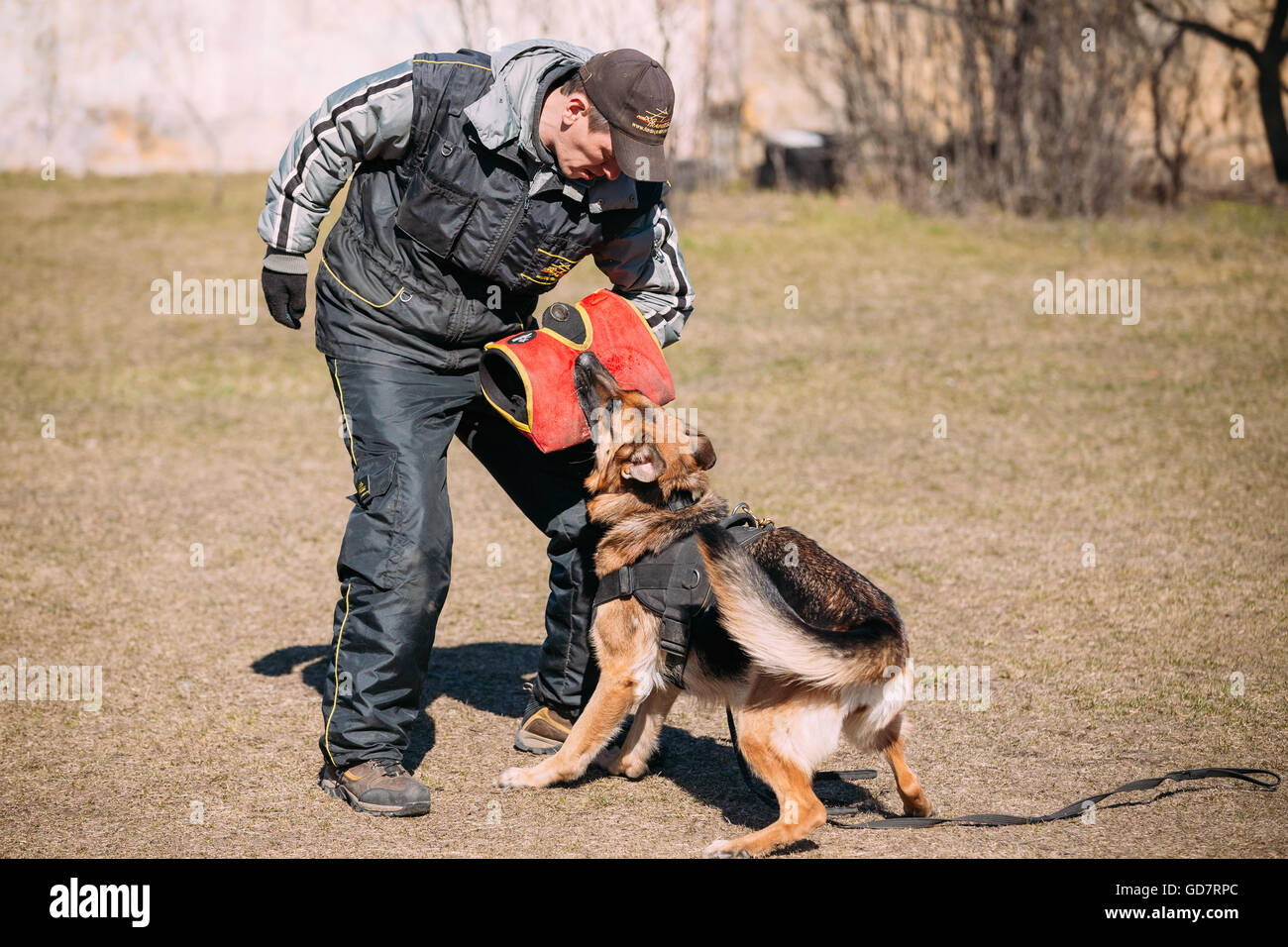 Gomel, Bélarus - Mars 27, 2016 : la formation de chien de berger allemand en club de sport régional de Gomel et décoratif chien-reproduction. Biting Banque D'Images