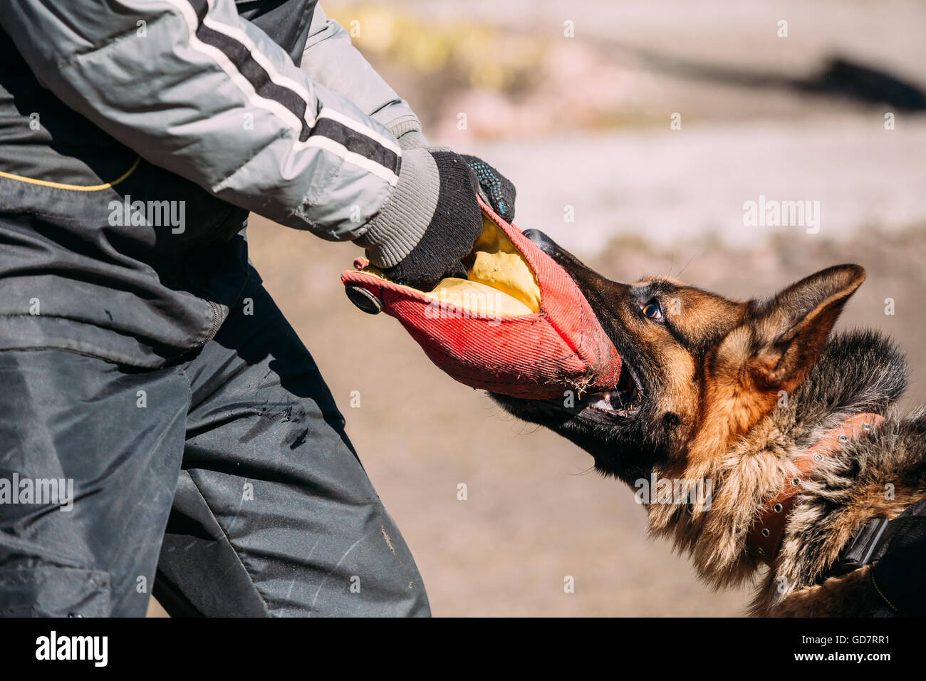 Formation de chien de berger allemand. Morsures de chien loup d'Alsace. Close Up Banque D'Images