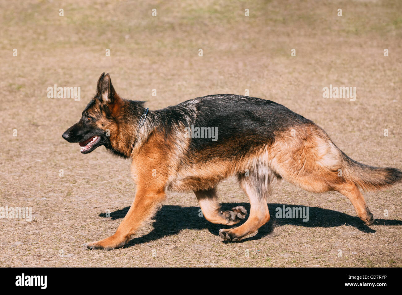 Berger allemand d'exécution. Chien Loup d'Alsace. Deutscher Dog Banque D'Images