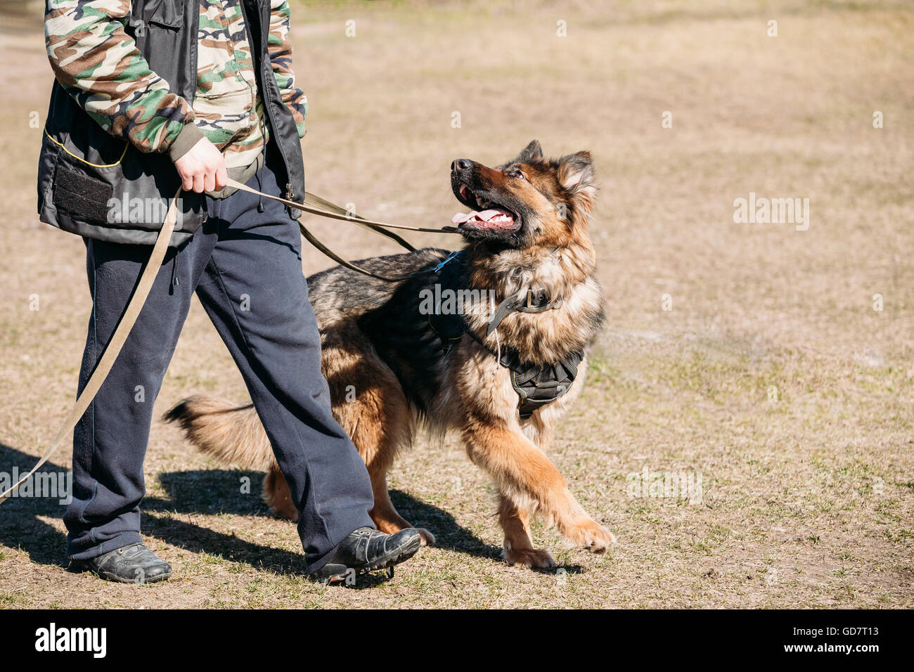 Le berger allemand chien obéissance formation. Chien Loup d'Alsace. Deutscher Dog Banque D'Images