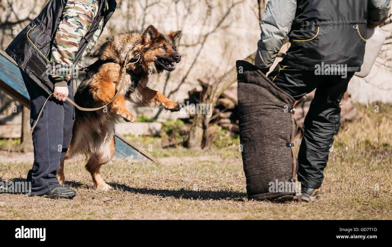 Formation de chien de berger allemand. Morsures de chien loup d'Alsace. Banque D'Images