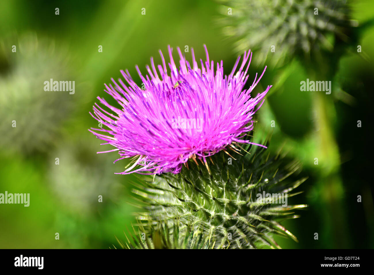 Close-up de la mauve fleur de chardon Banque D'Images