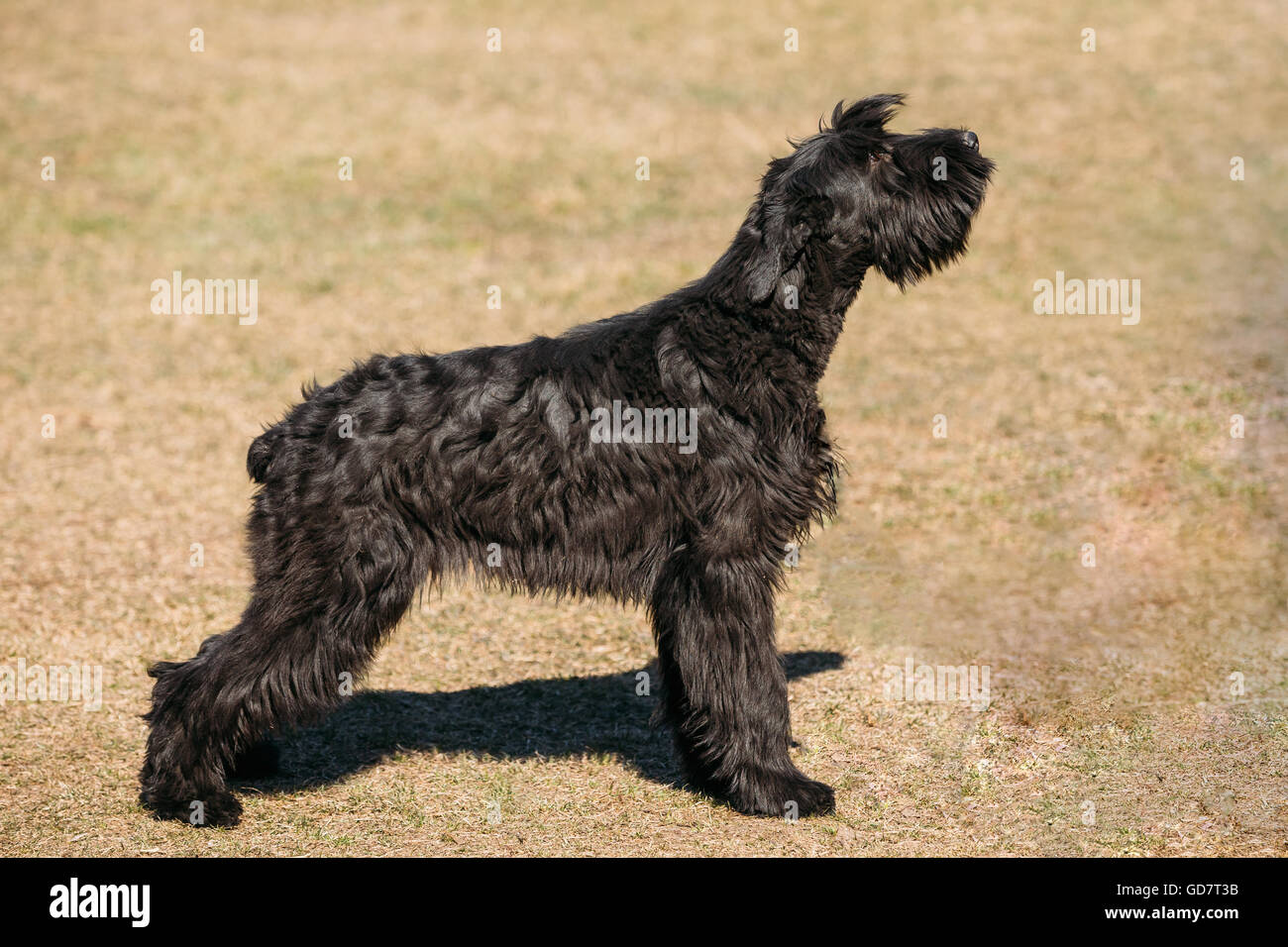 Schnauzer Géant Noir Ou Grand Basset Griffon Vendéen Chien