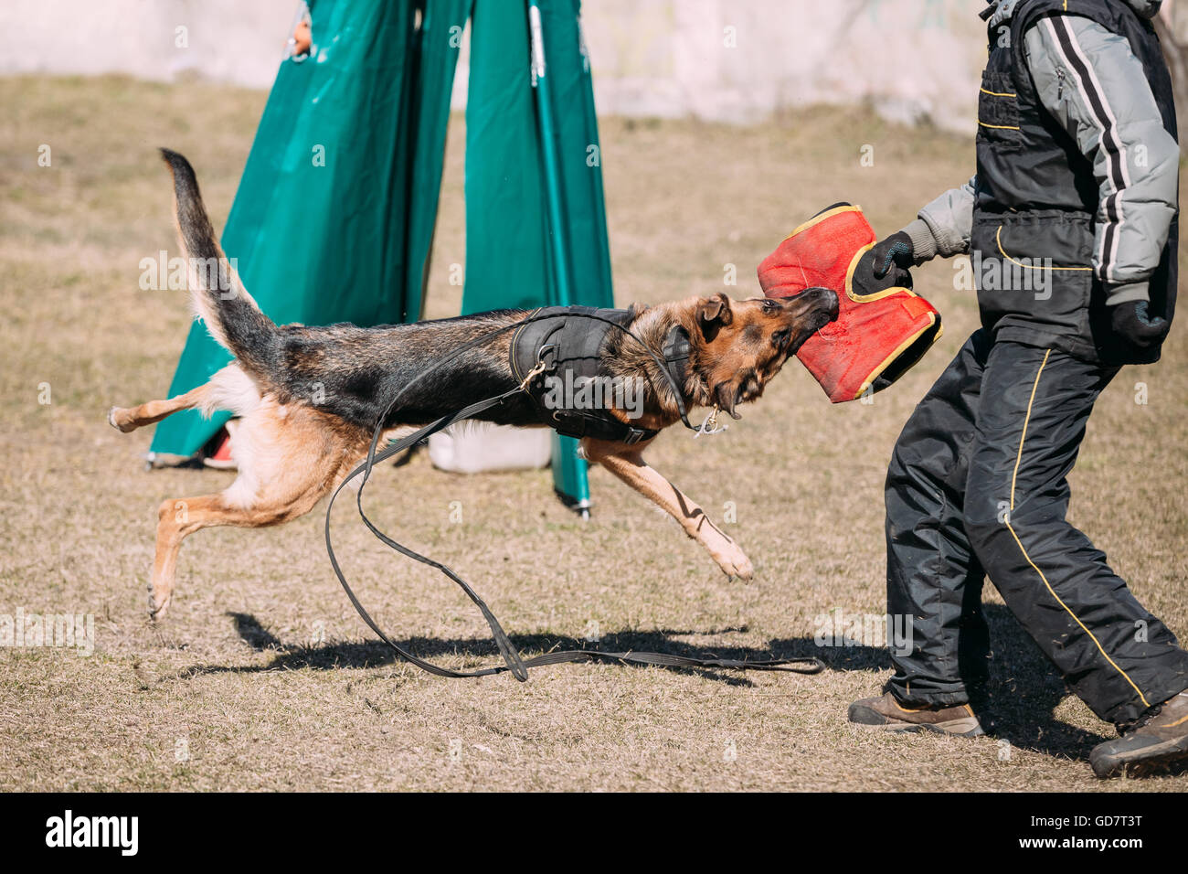 Formation de chien de berger allemand. Chien Loup d'Alsace. Deutscher, chien Banque D'Images