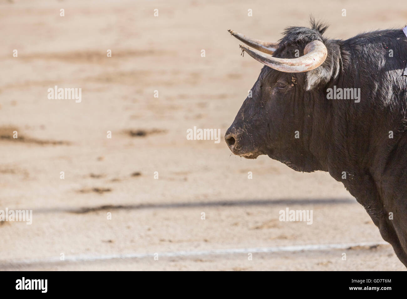 Linares, ESPAGNE - 28 août 2010 : Prise de la figure d'un brave bull de couleur noir de cheveux dans une corrida, Espagne Banque D'Images