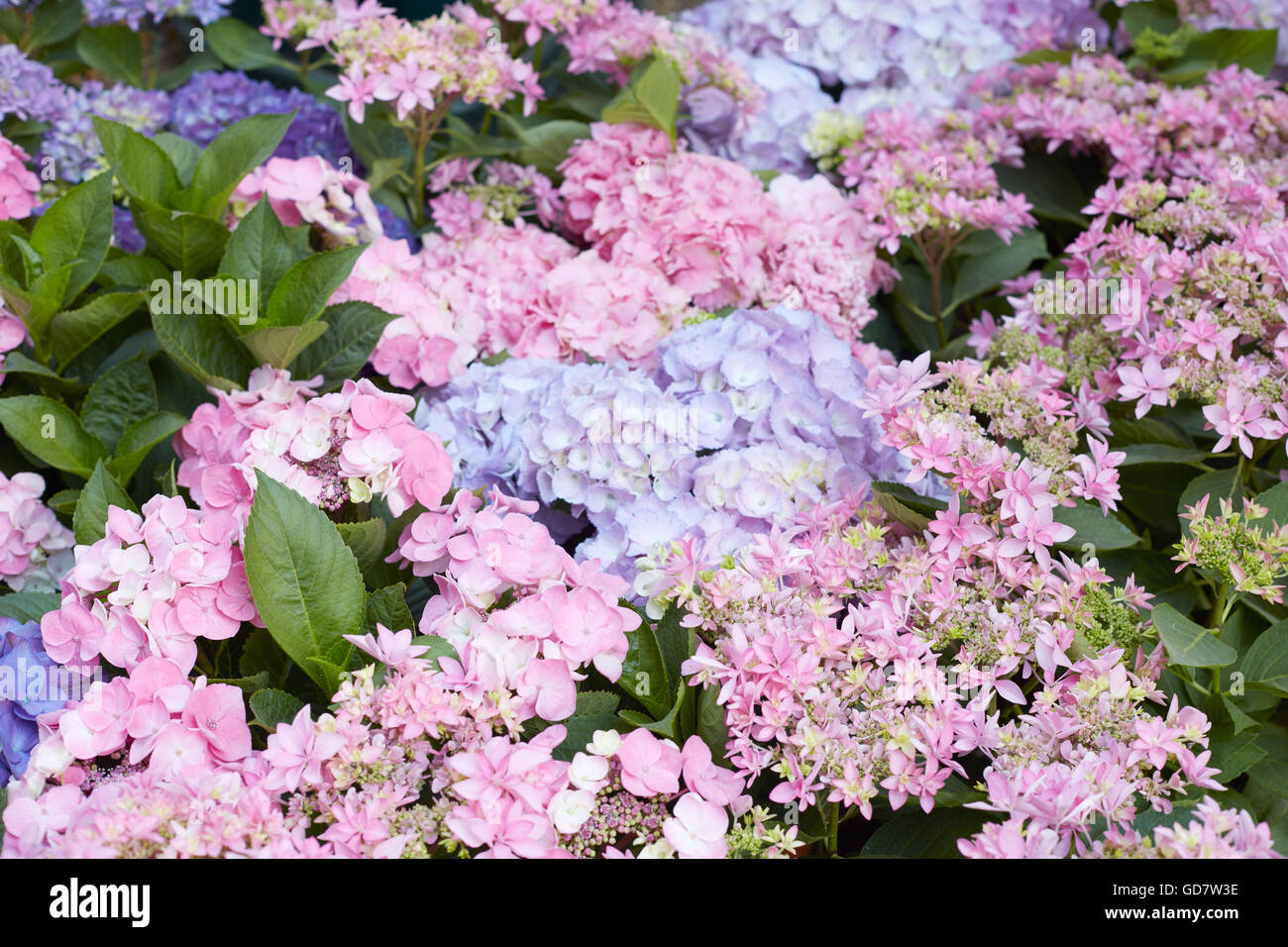 L'Hydrangea fleurs de couleur rose et violet Banque D'Images