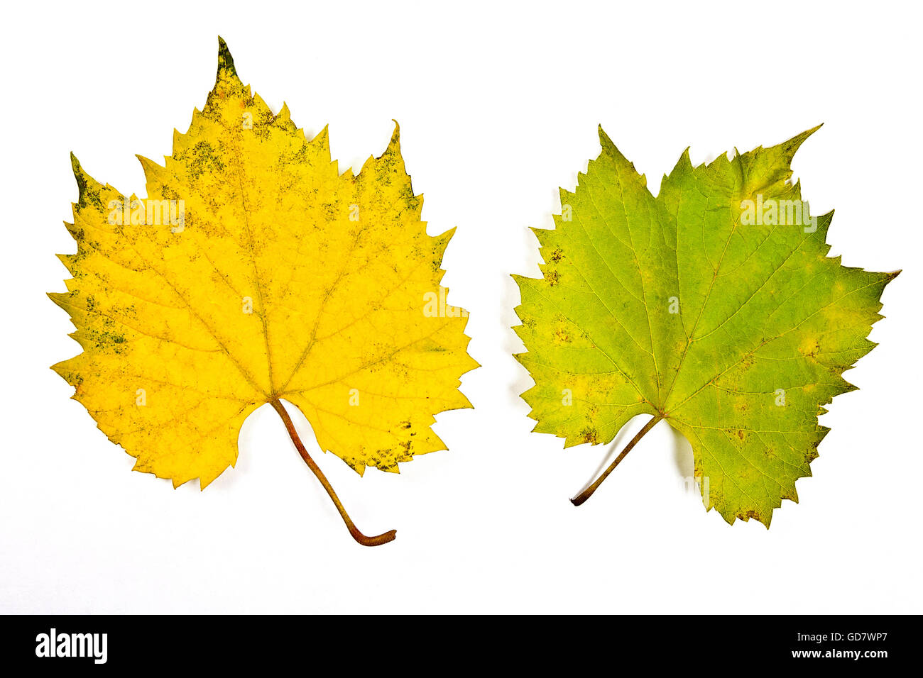 Deux raisins d'automne leaf isolé sur fond blanc. With clipping path. Les raisins d'automne par couleur des feuilles de couleur jaune et vert. Banque D'Images Deux raisins d'automne leaf isolé sur fond blanc. With clipping path. Les raisins d'automne par couleur des feuilles de couleur jaune et vert. Banque D'Images