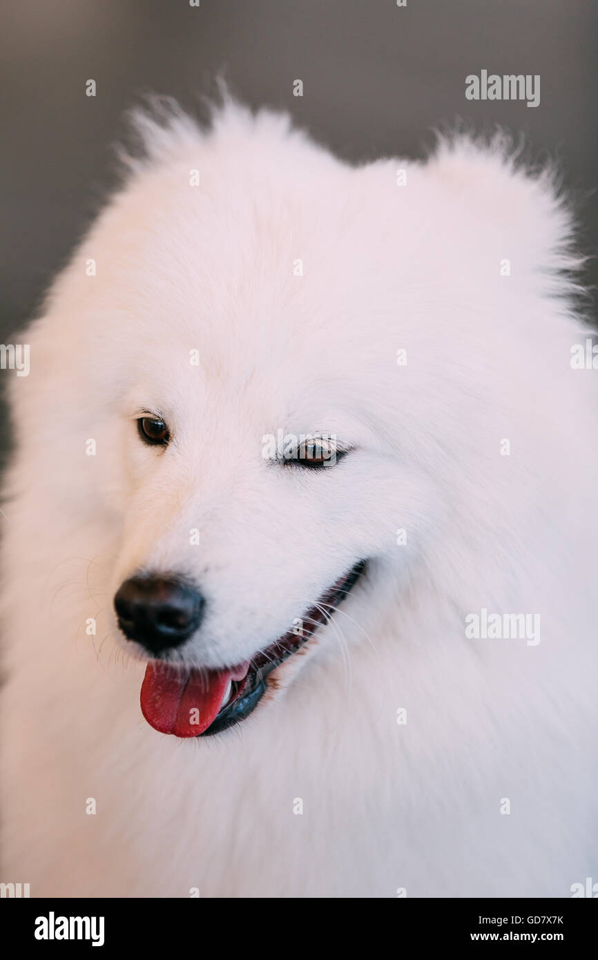 Heureux Chien Samoyède Blanc Portrait. Banque D'Images