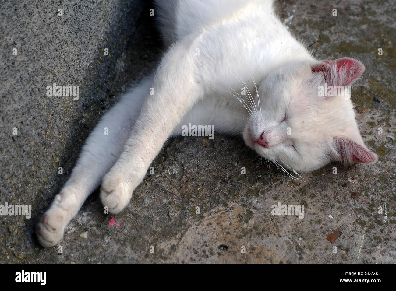 Adorable Chat Albinos De Dormir Dans L Arriere Cour Photo Stock Alamy Adorable Chat Albinos De Dormir Dans L Arriere Cour Photo Stock Alamy