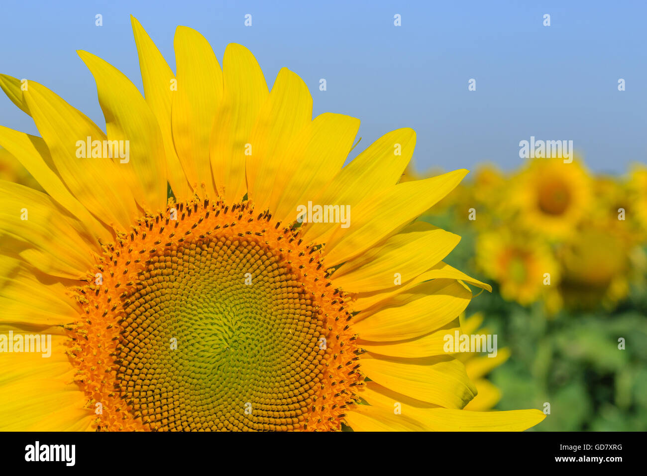 Close up of sunflower sur terrain Banque D'Images