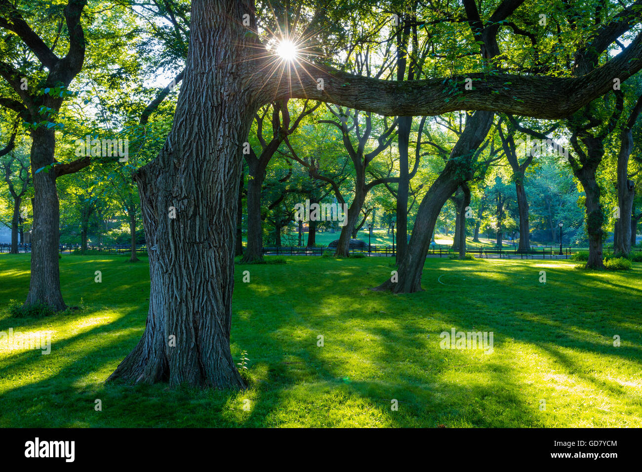 Arbres dans le parc central Banque de photographies et d’images à haute