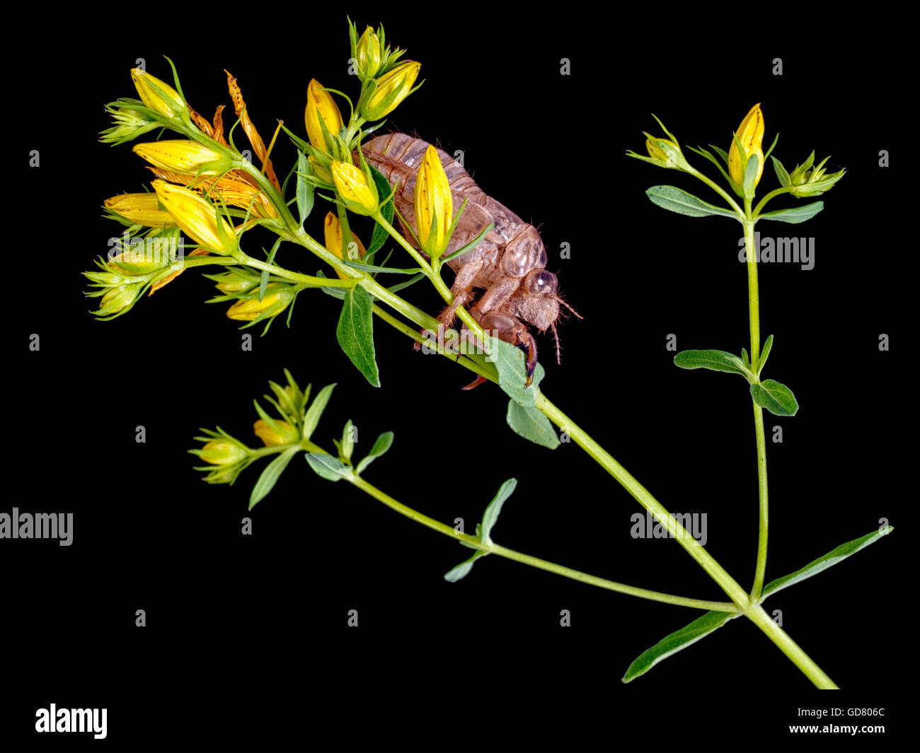 Exosquelette de cigale, jeter la peau. Très détaillée. Sur fleur jaune. Studio isolé sur noir. Banque D'Images