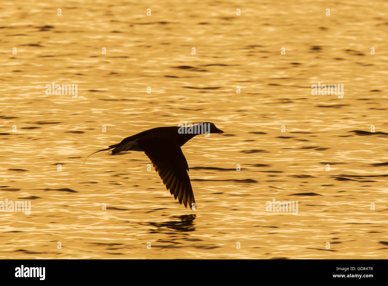 Canard à longue queue - en vol au-dessus du lac (Clangula hyemalis) Le lac Myvatn Islande BI028157 Banque D'Images
