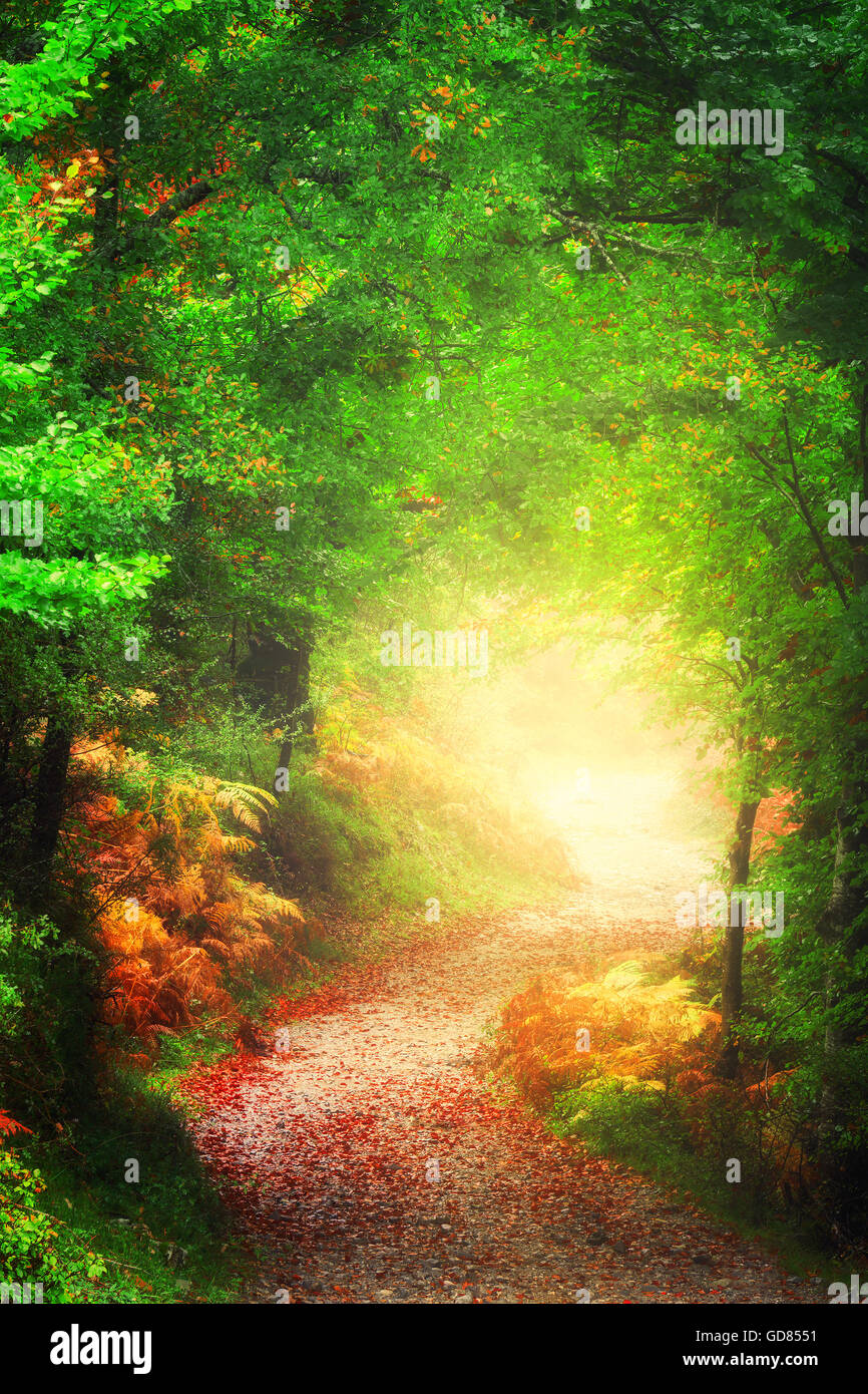 Beau chemin dans la forêt vers la lumière Banque D'Images