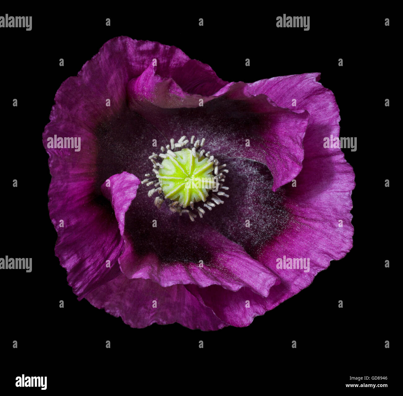 Oriental violet le pavot à opium, Papaver somniferum Banque D'Images