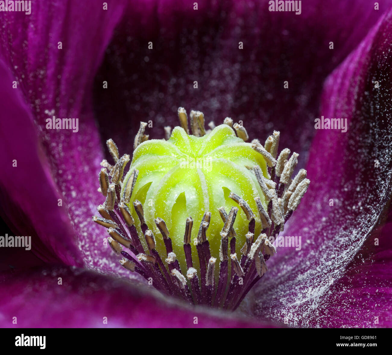 Oriental violet le pavot à opium, Papaver somniferum, Close up montrant centre de fleur, les anthères, stygma, les étamines Banque D'Images