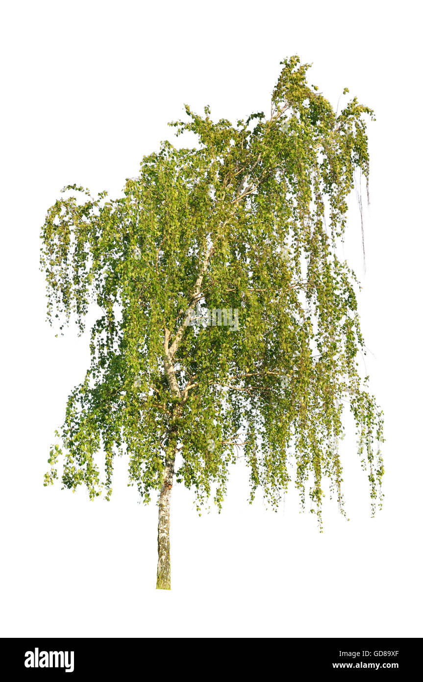 Le bouleau blanc isolé sur fond blanc Banque D'Images