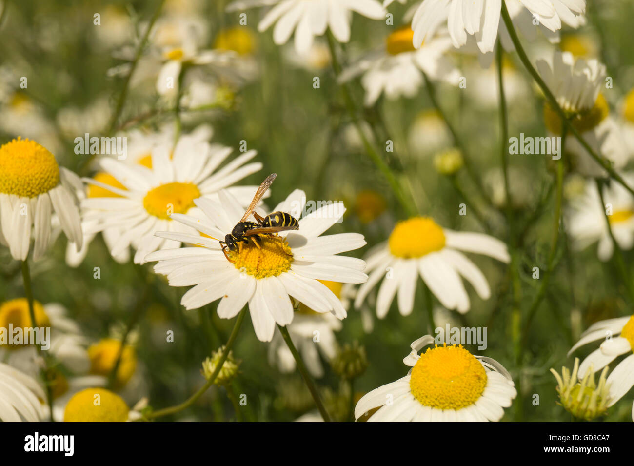 Guêpe insecte sur daisywheel avec pétales blancs sur fond de ciel bleu Banque D'Images