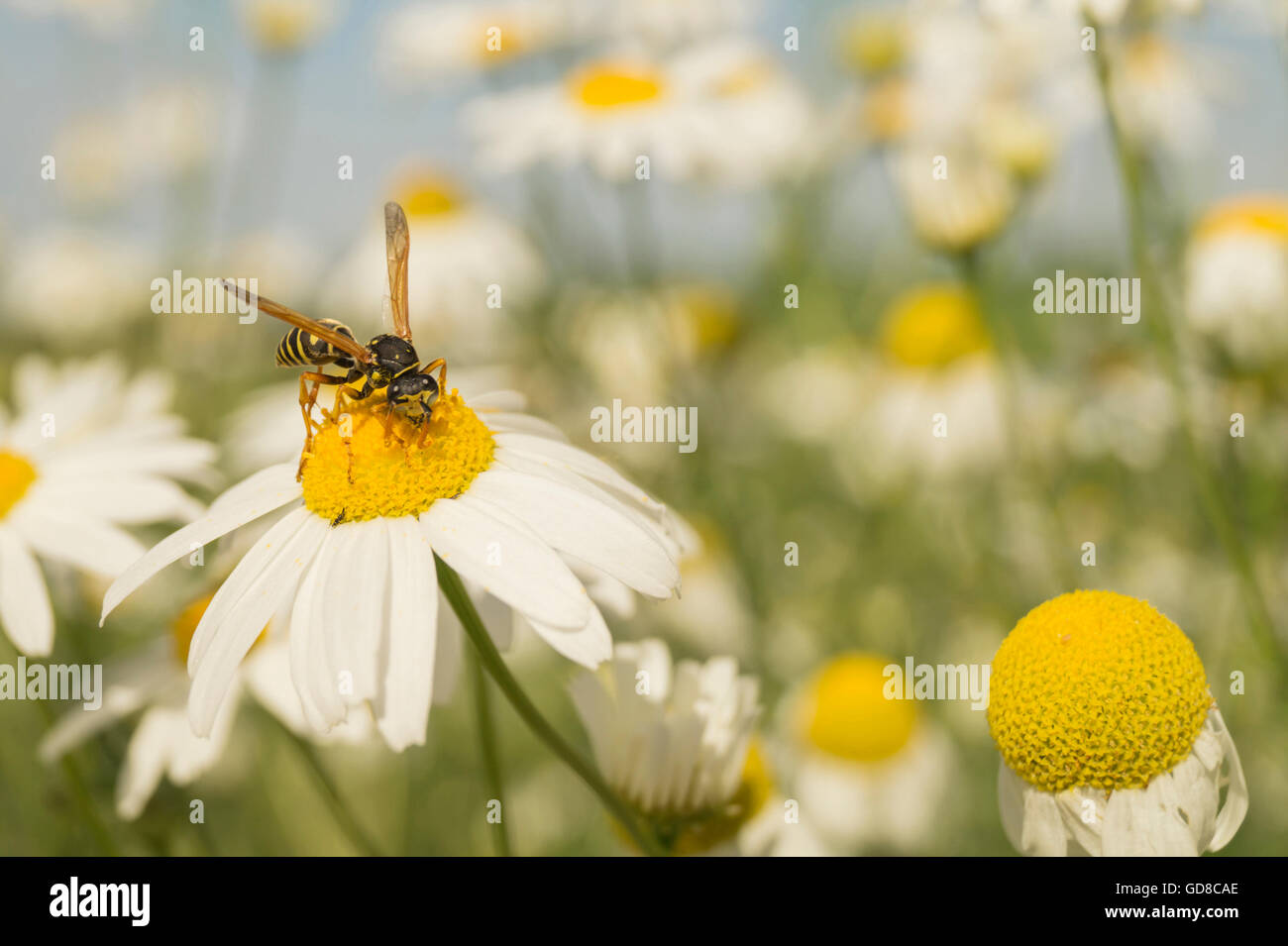 Guêpe insecte sur daisywheel avec pétales blancs sur fond de ciel bleu Banque D'Images