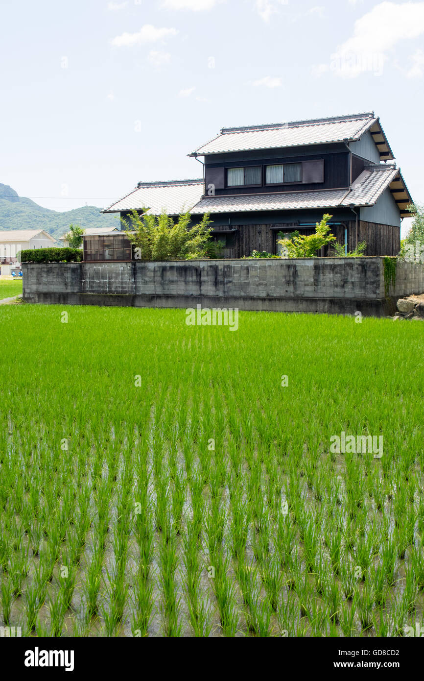 Une rizière et une maison traditionnelle japonaise. Banque D'Images