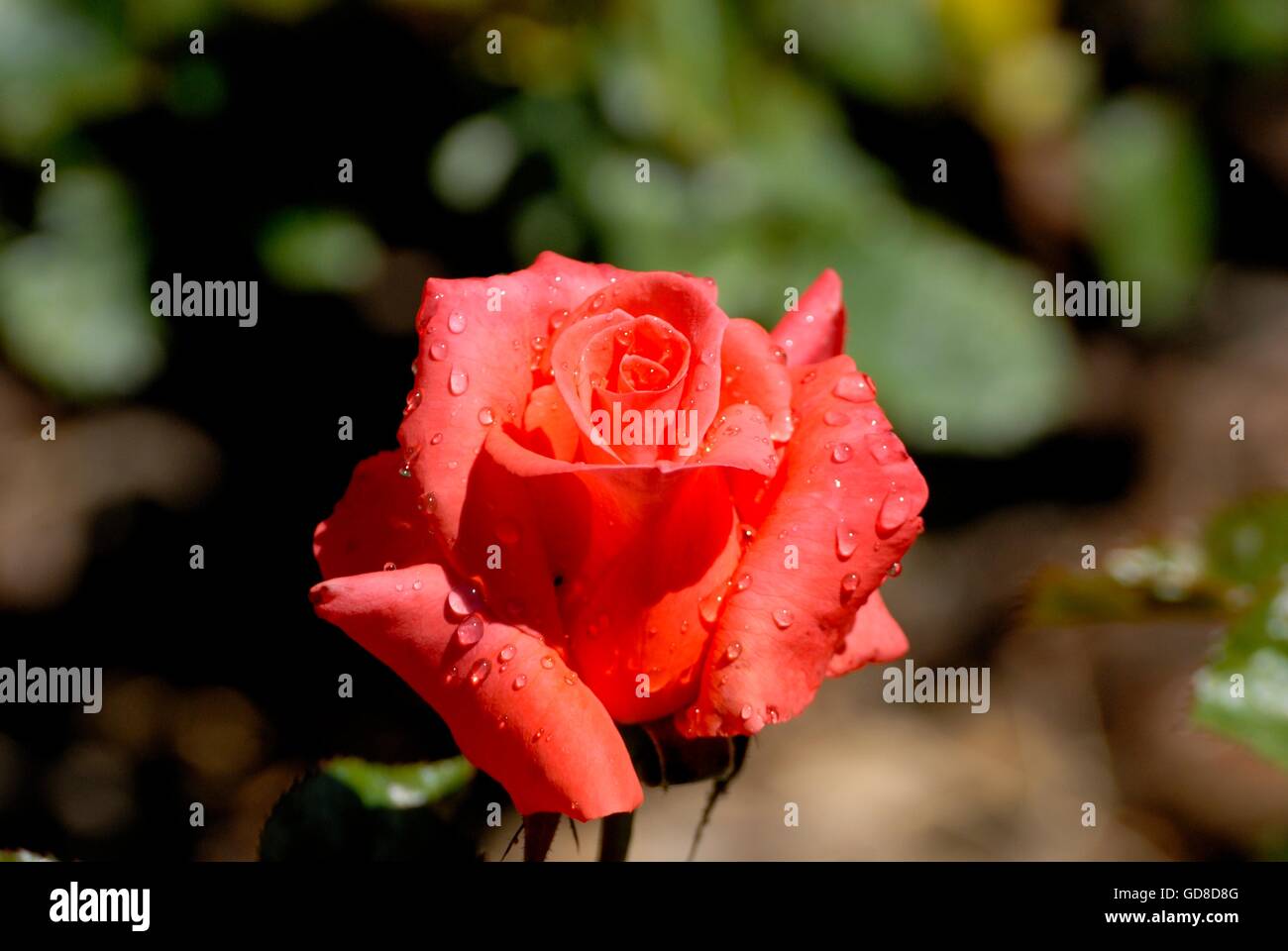 Image d'une rose par la rosée à l'aube Banque D'Images