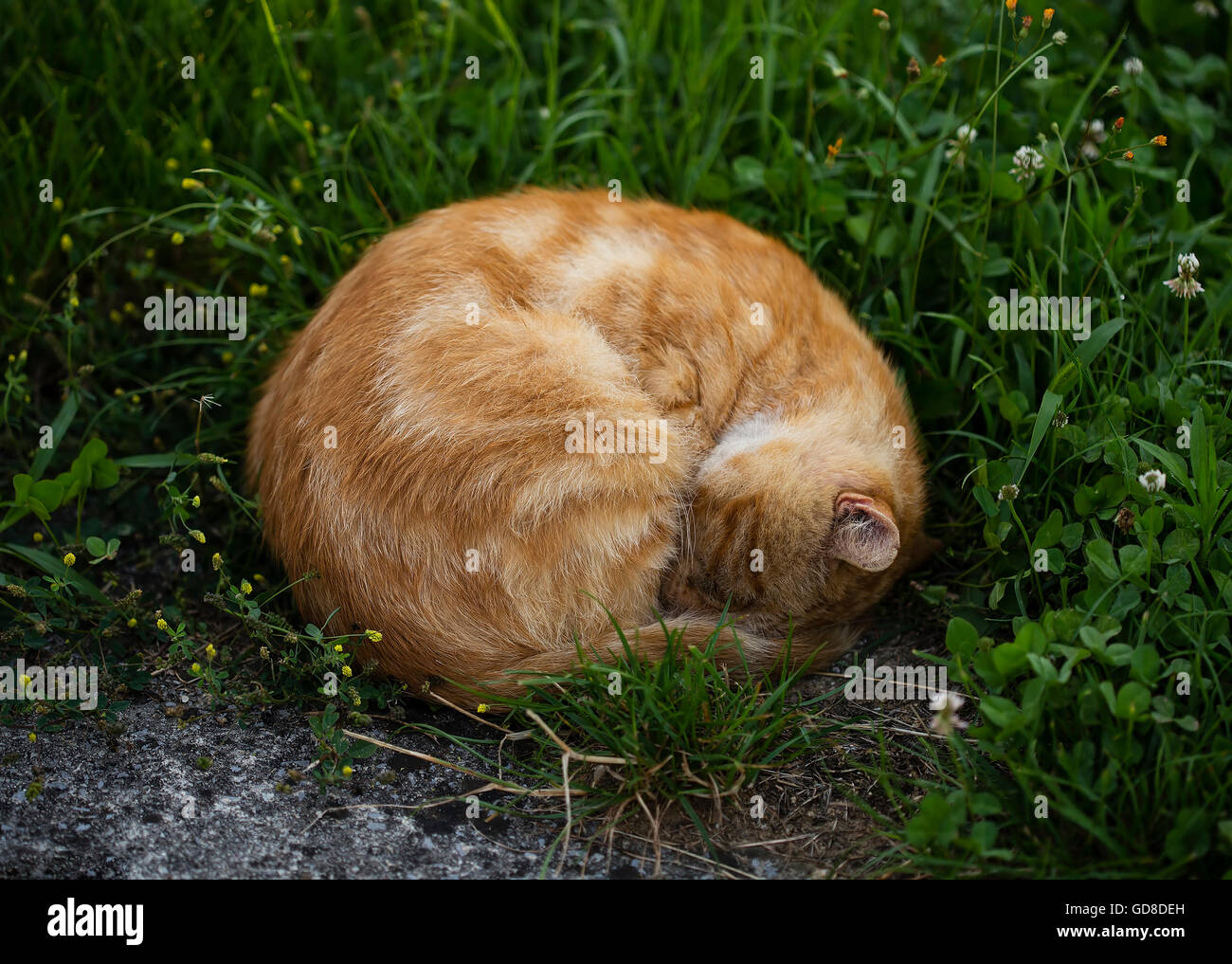 Chat orange à dormir le matin, sur l'herbe. Banque D'Images