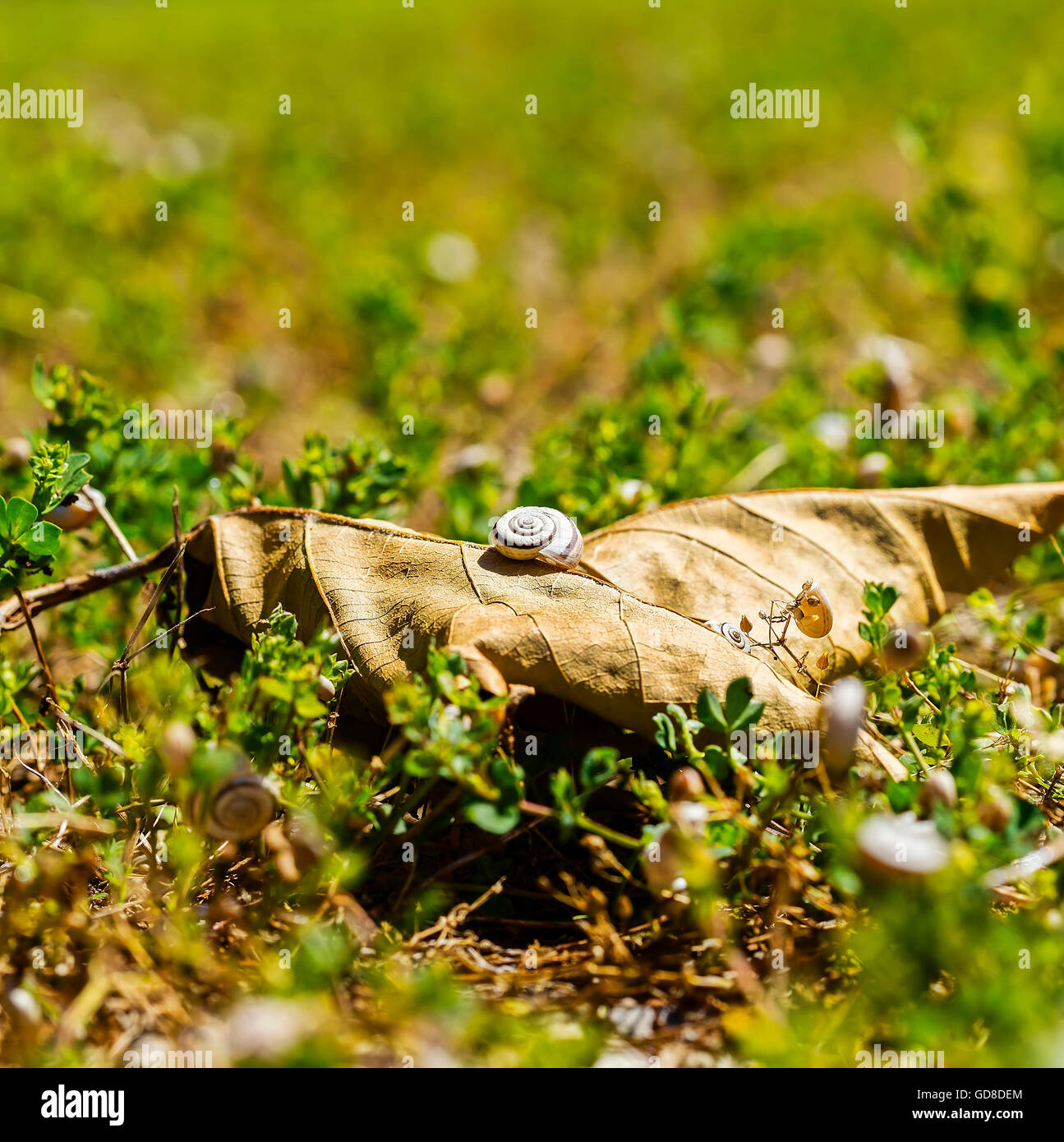 Petit escargot sur une grande feuille. Banque D'Images