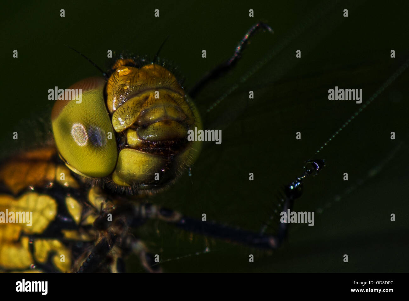 Gros plan d'une commune femelle Sympetrum striolatum Libellule Dard - pris dans un réservoir à Wilstone web spiders Banque D'Images