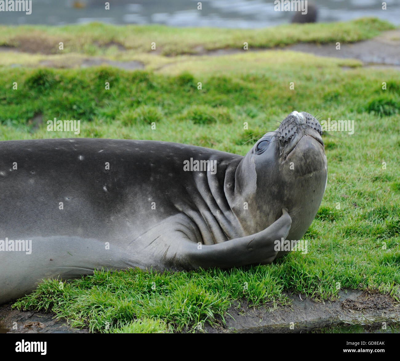 Un jeune éléphant de mer du sud (Mirounga leonina) rayures son menton avec sa nageoire. Grytviken, Géorgie du Sud Banque D'Images