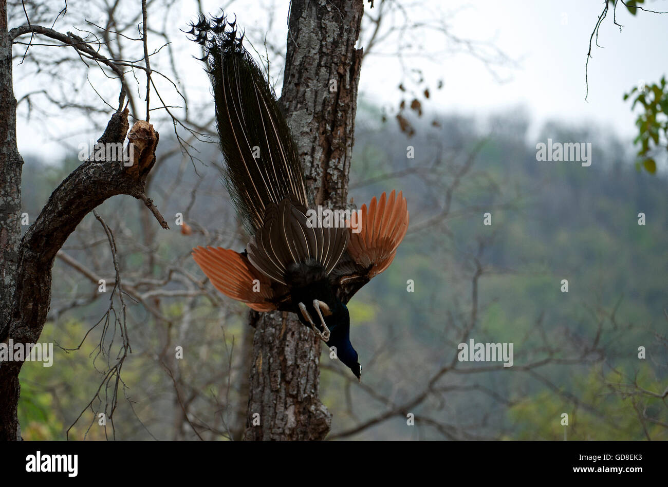 L'image de paons Indiens ( Pavo cristatus ) en vol a été prise dans le parc national de Bandavgarh, Inde Banque D'Images