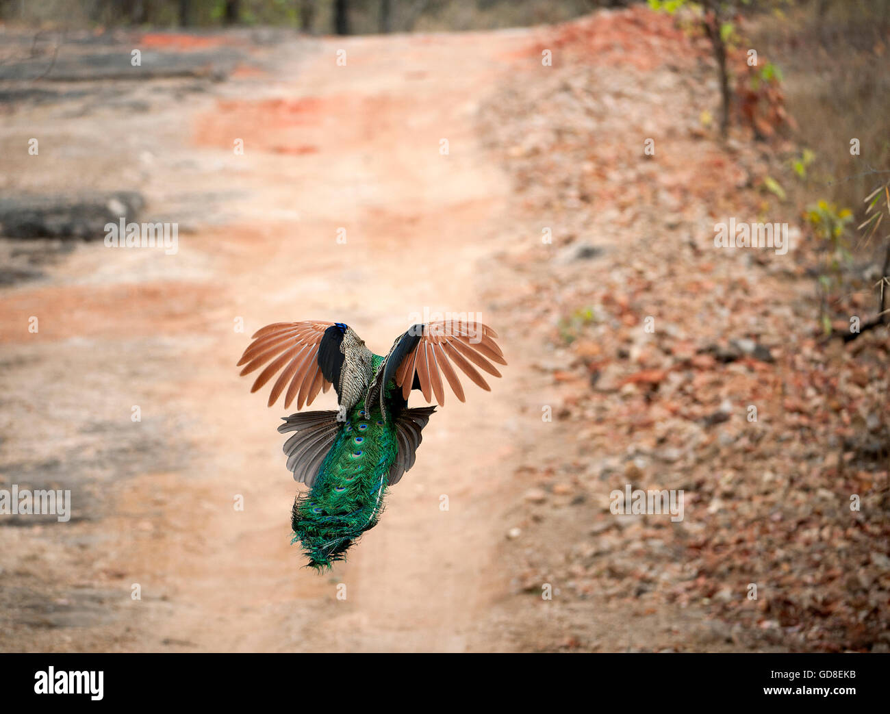 L'image de paons Indiens ( Pavo cristatus ) en vol a été prise dans le parc national de Bandavgarh, Inde Banque D'Images