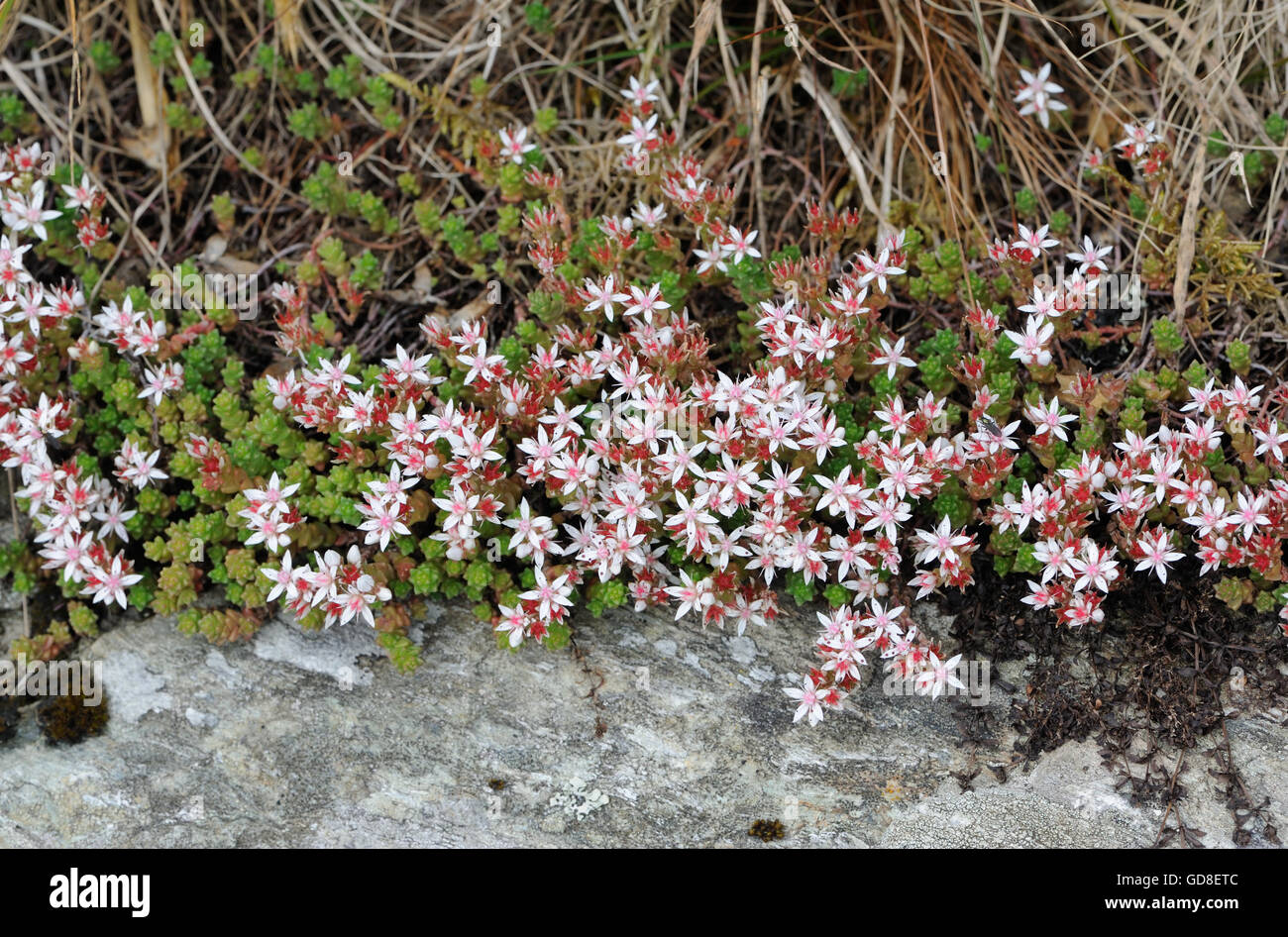 Fleurs de English Stonecrop Sedum anglicum (). Gruinart, Islay, Hébrides intérieures, Argyll, Scotland, UK. Banque D'Images