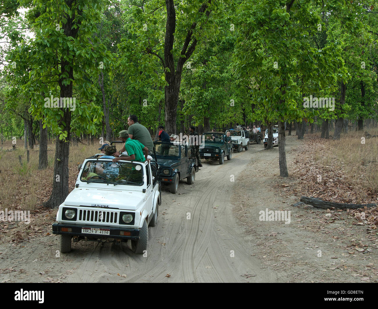 L'image de véhicules de tourisme de Safari dans le parc national de Bandavgarh, Inde Banque D'Images