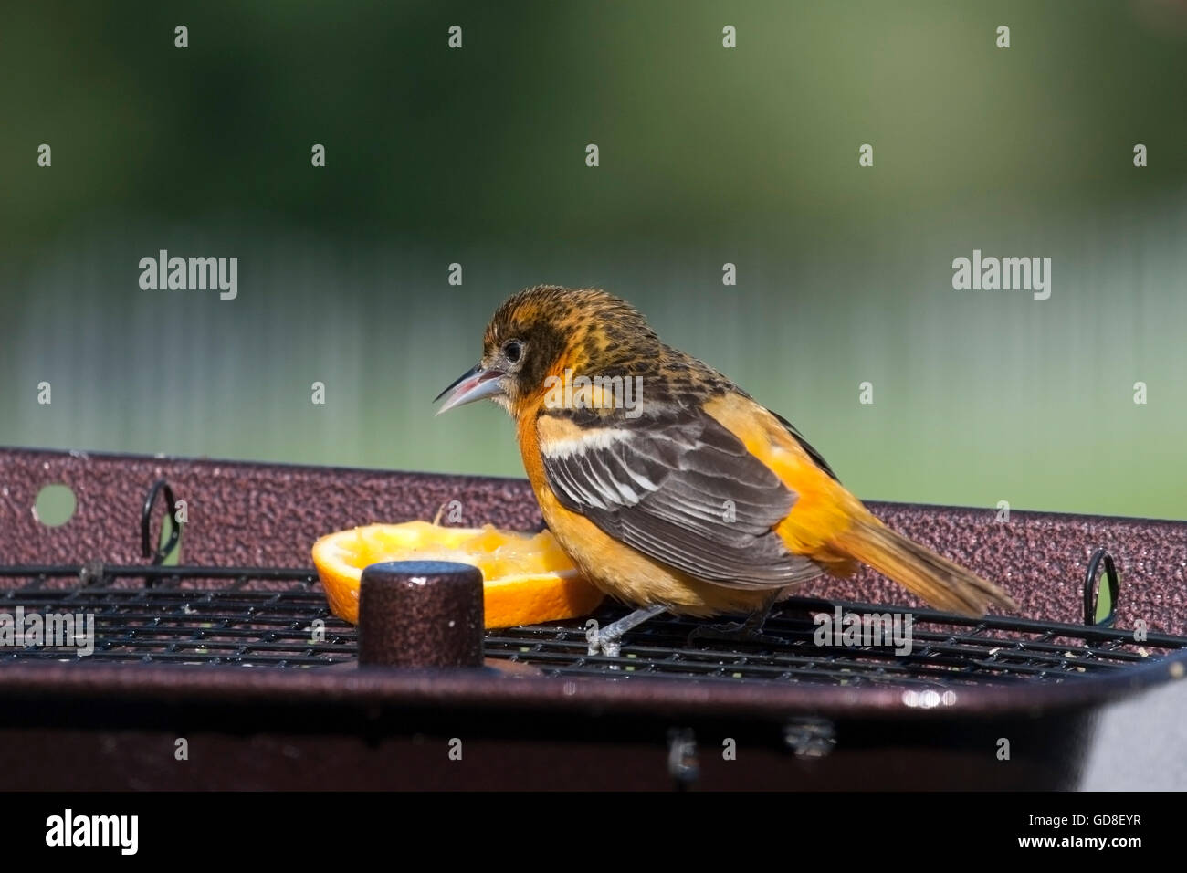 L'oriole de Baltimore mange tranche d'orange à partir du bac feeder Banque D'Images