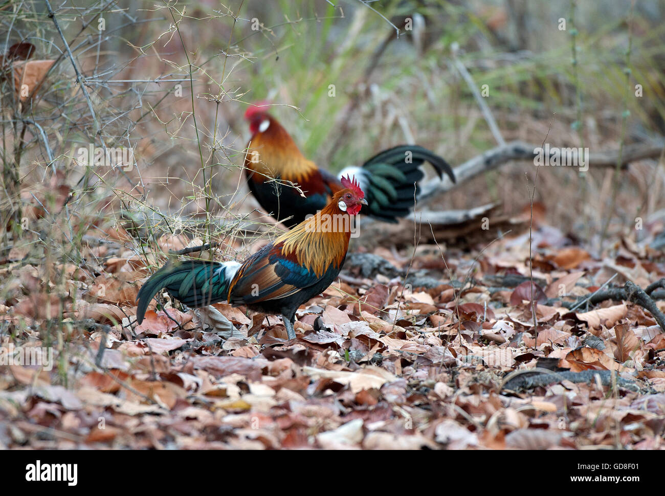 L'image de la Jungle Fowl ( Gallus gallus) a été prise dans le parc national de Bandavgarh, Inde Banque D'Images