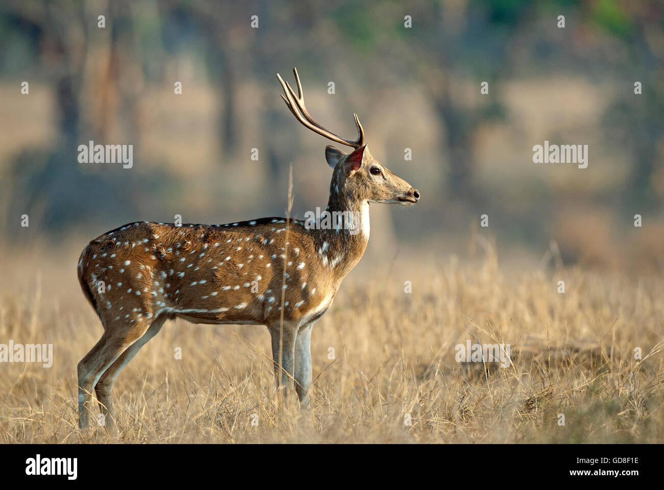L'image de cerfs communs repèrés ( Axis axis ) a été prise dans le parc national de Bandavgarh, Inde Banque D'Images