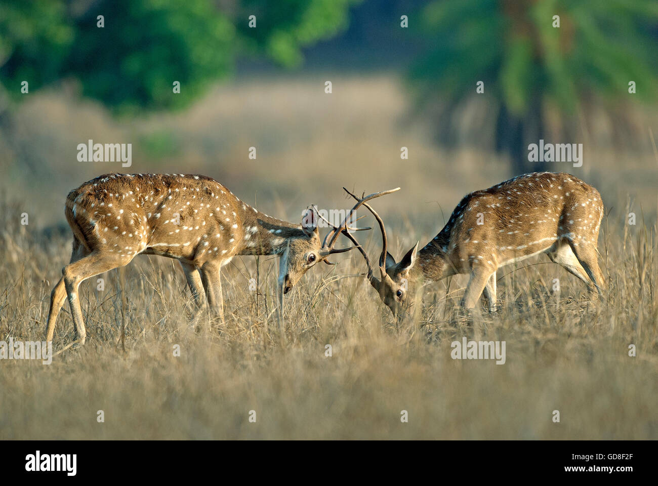 L'image de cerfs communs repèrés ( Axis axis ) lutte , le parc national de Bandavgarh, Inde Banque D'Images