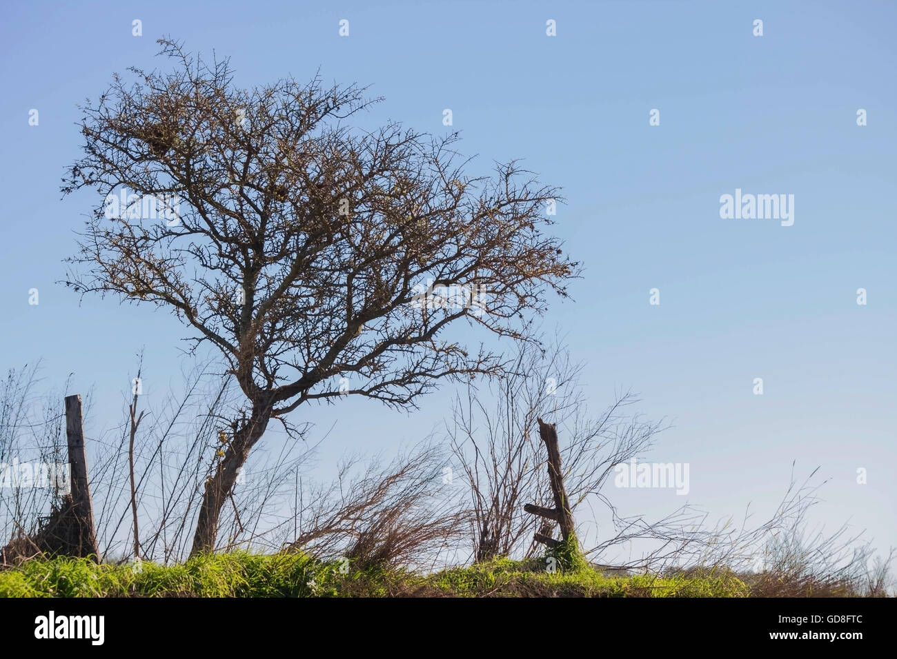 arbre sur un ravin surélevé avec ciel bleu en arrière-plan. Banque D'Images