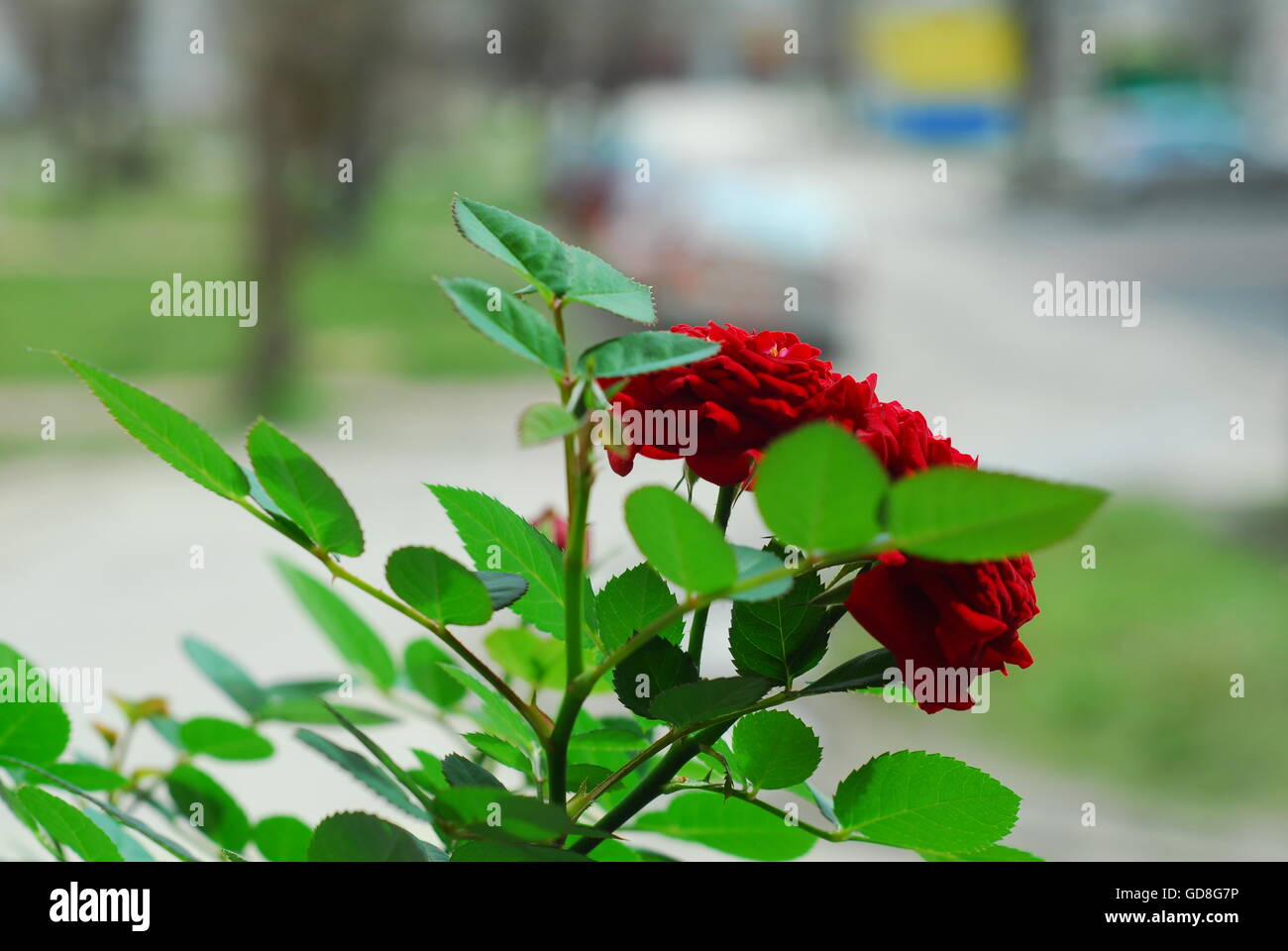 Roses rouges, rosa Banque D'Images