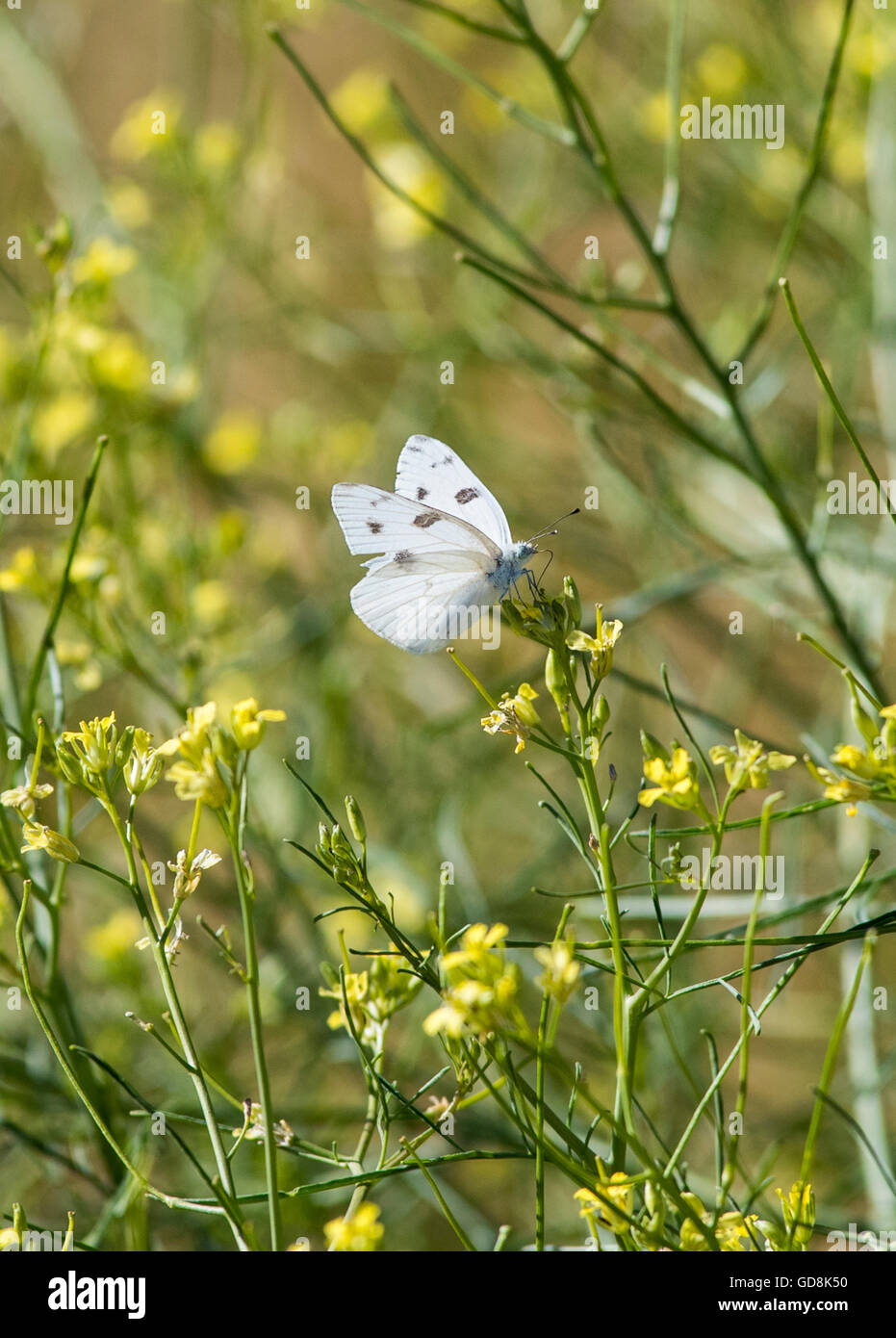 Petit papillon blanc ; Pieris rapa ; Pieridae ; sur les fleurs sauvages dans le centre du Colorado, USA Banque D'Images